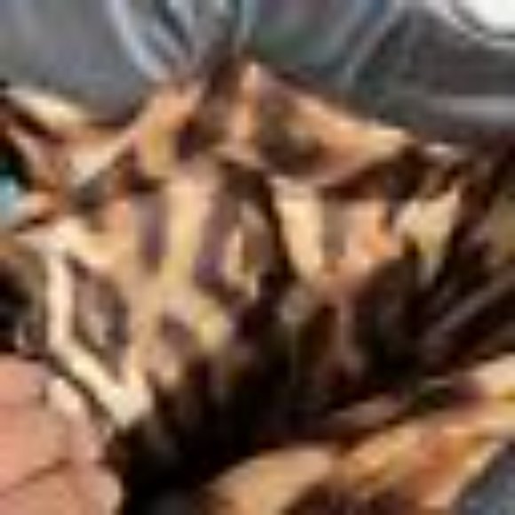 Volcom Women's Gore-Tex Snowboard Ski Pants Cheetah Liner Blue Gray Snow Pants - Picture 12 of 13